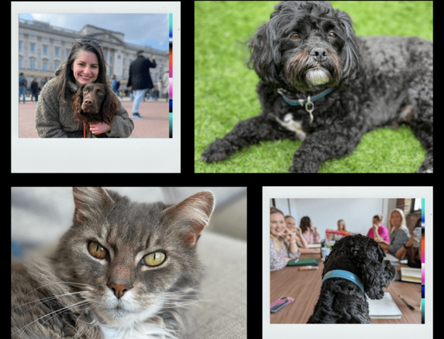 Pampered pets: how the petcare industry is changing